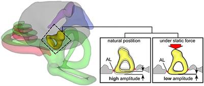 Middle ear anatomy and implant sizes: correlates and the need for uniform implant dimensions